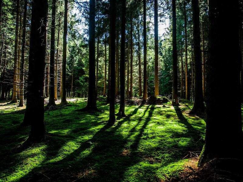 宠物侦探<br>lyv4augd.cn 寻找走失猫咪